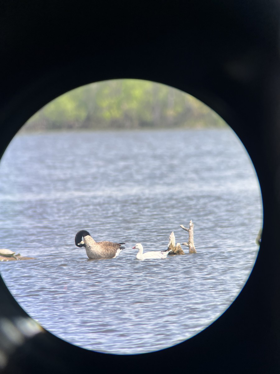 Ross's Goose - ML635444448