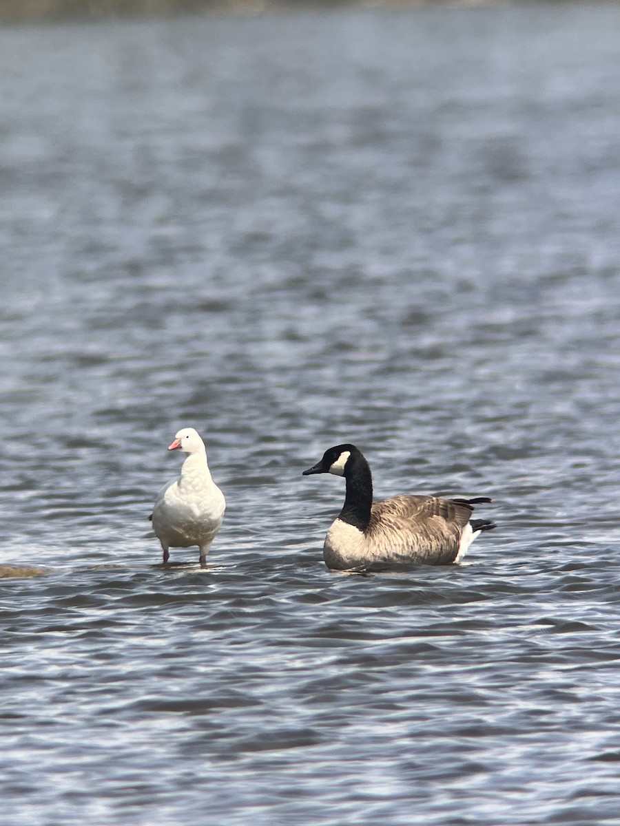 Ross's Goose - ML635444449