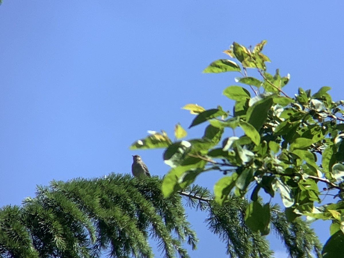 Kuzeyli Taklitçi - ML635444578