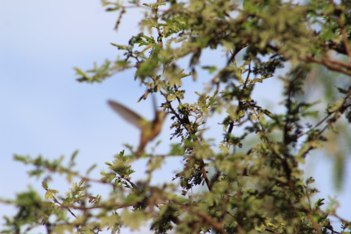 Xantus's Hummingbird - ML635444596