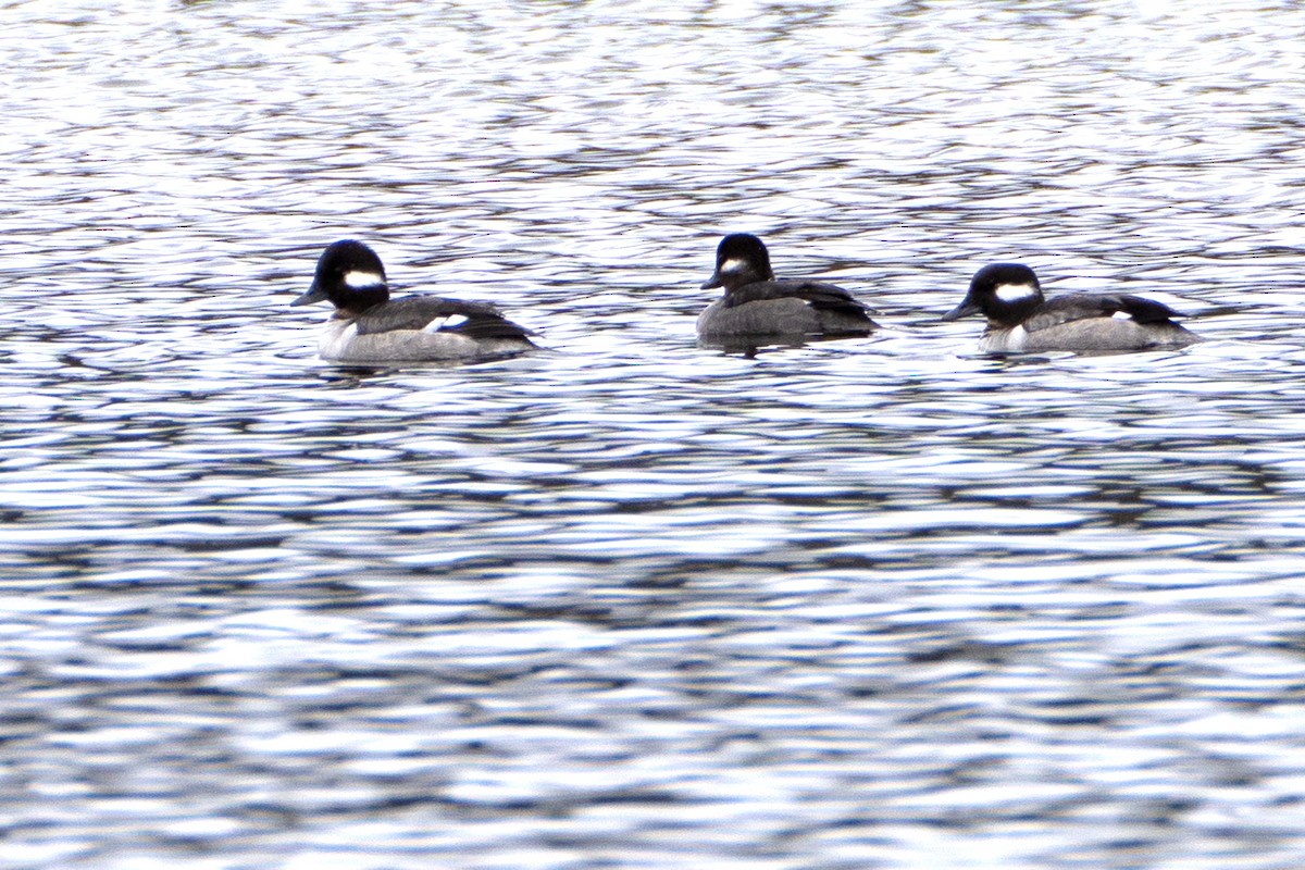 Bufflehead - ML635444681