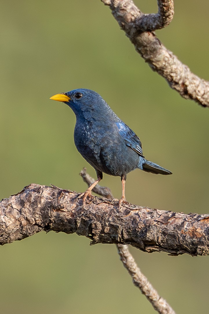 Blue Finch - ML635444733