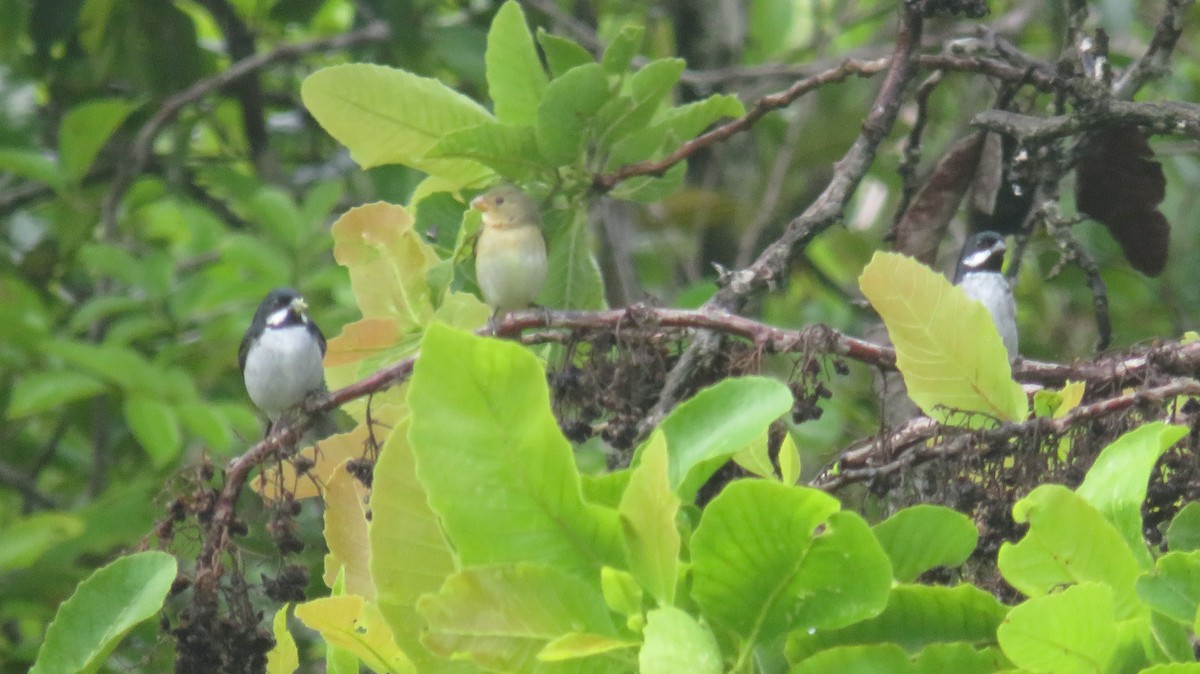 Lesson's Seedeater - ML635444801