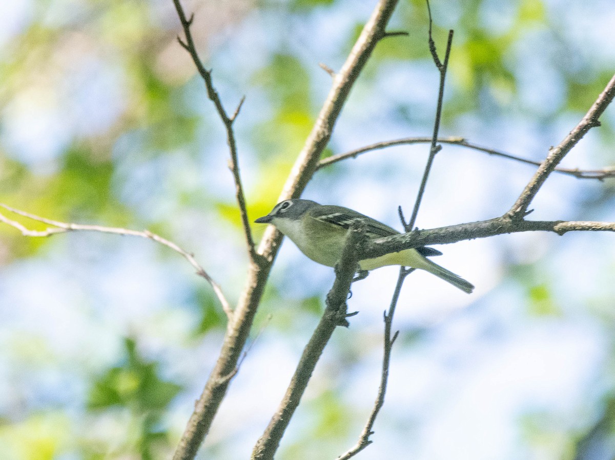 Blue-headed Vireo - ML635444847