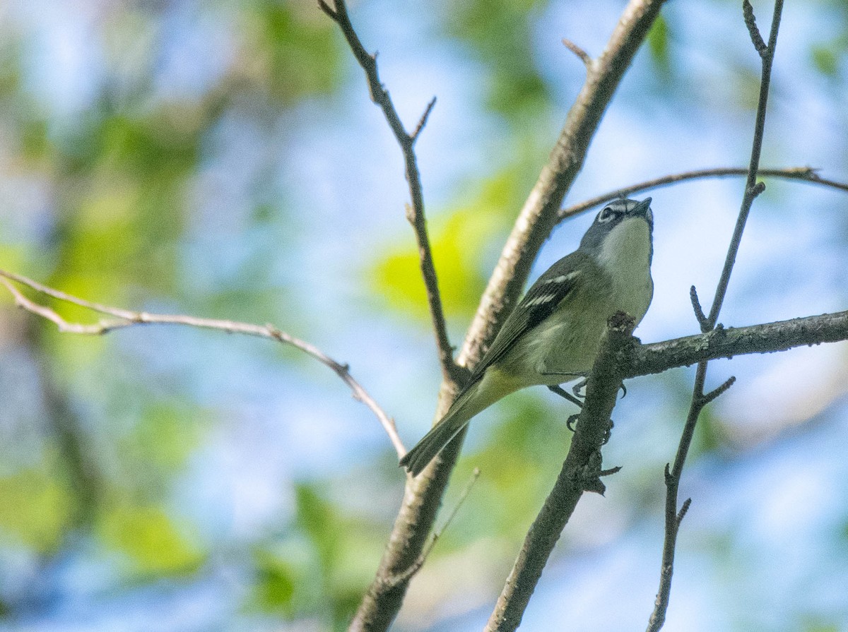 Blue-headed Vireo - ML635444861