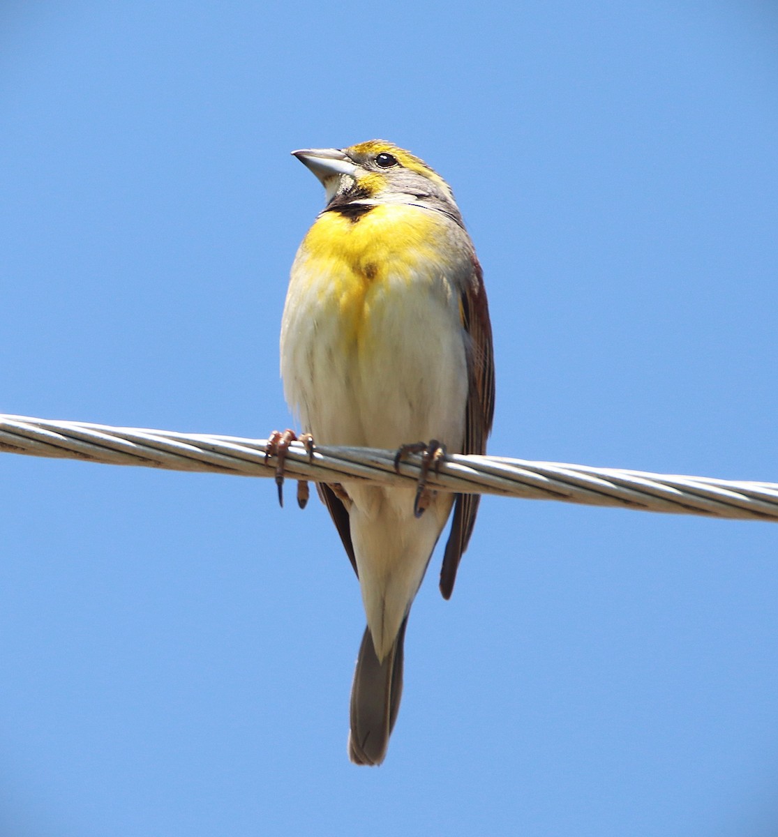 Dickcissel - ML635444872