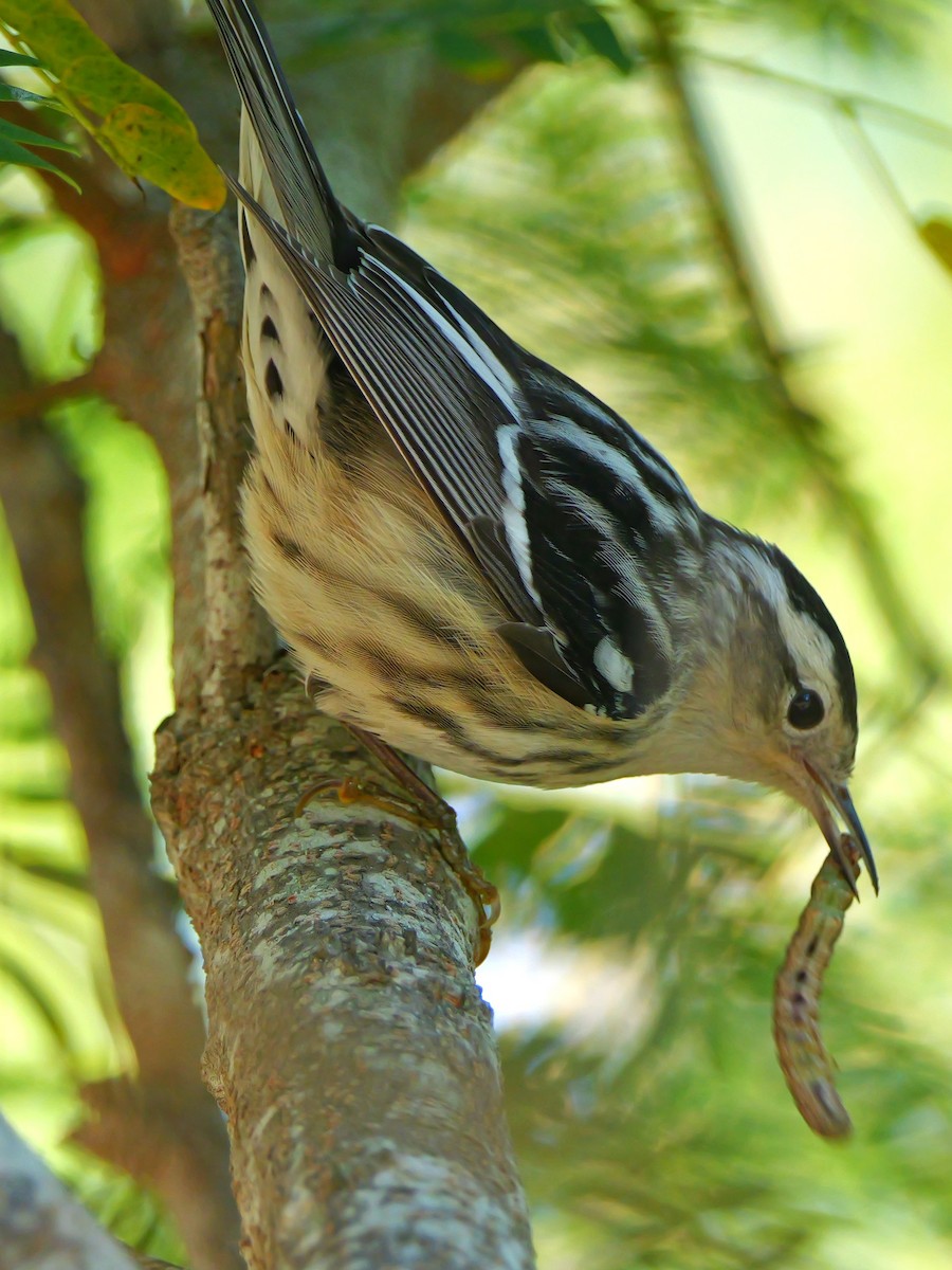 Black-and-white Warbler - ML635444922