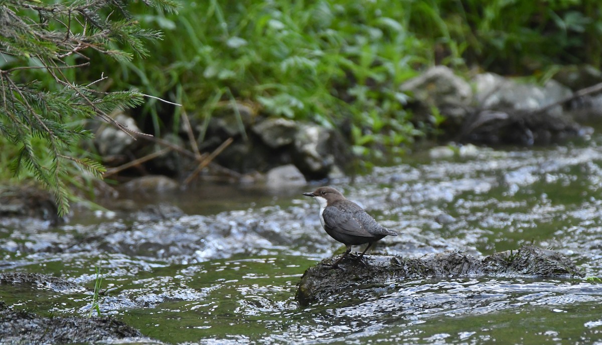 White-throated Dipper - ML635444935