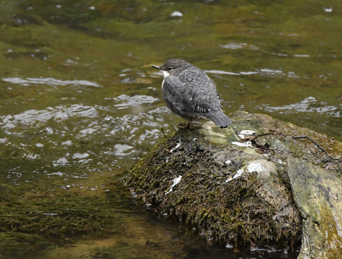 White-throated Dipper - ML635444991