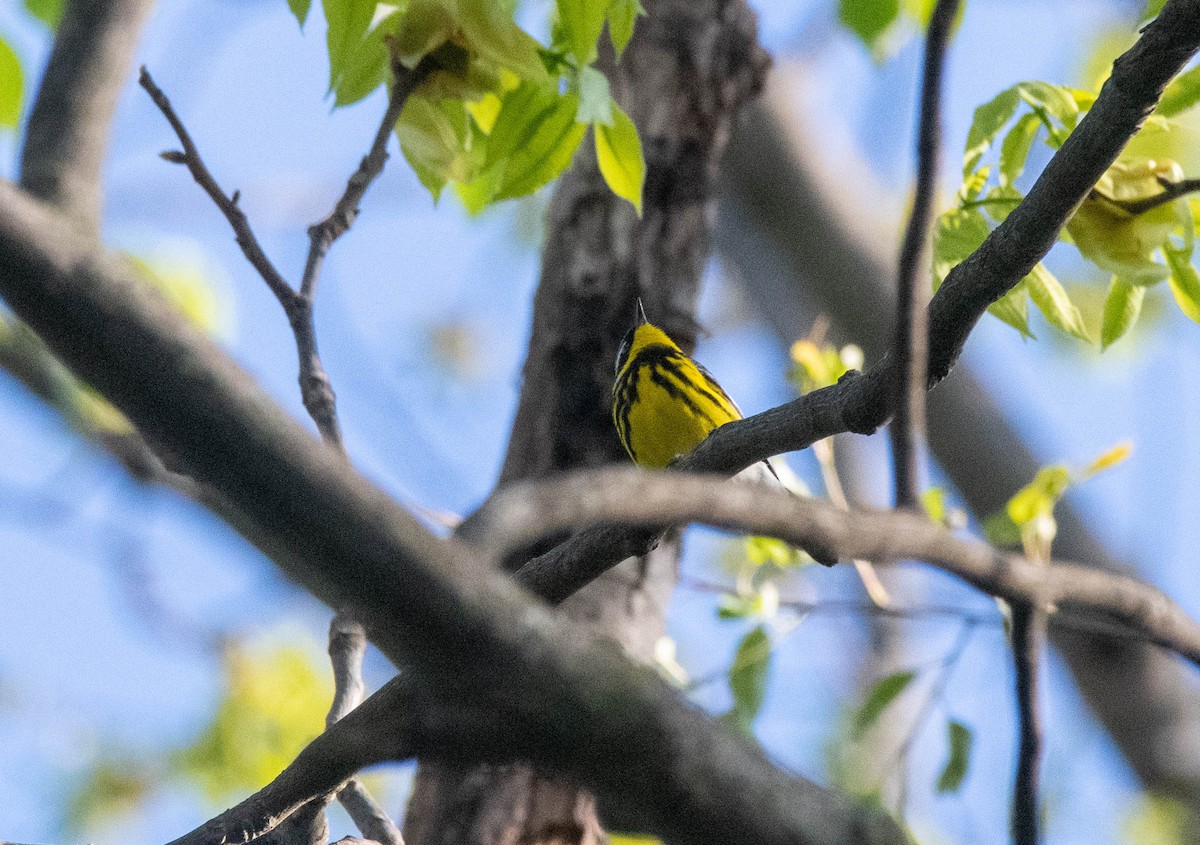 Magnolia Warbler - ML635444999