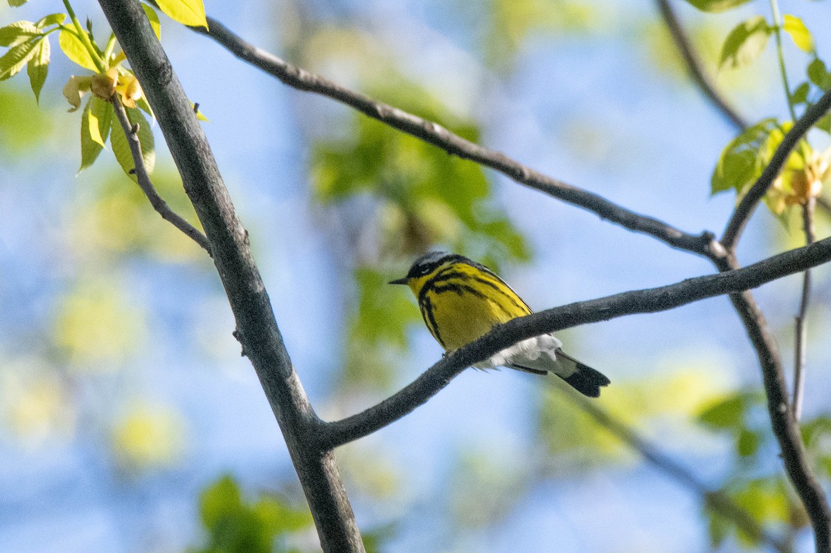 Magnolia Warbler - ML635445000