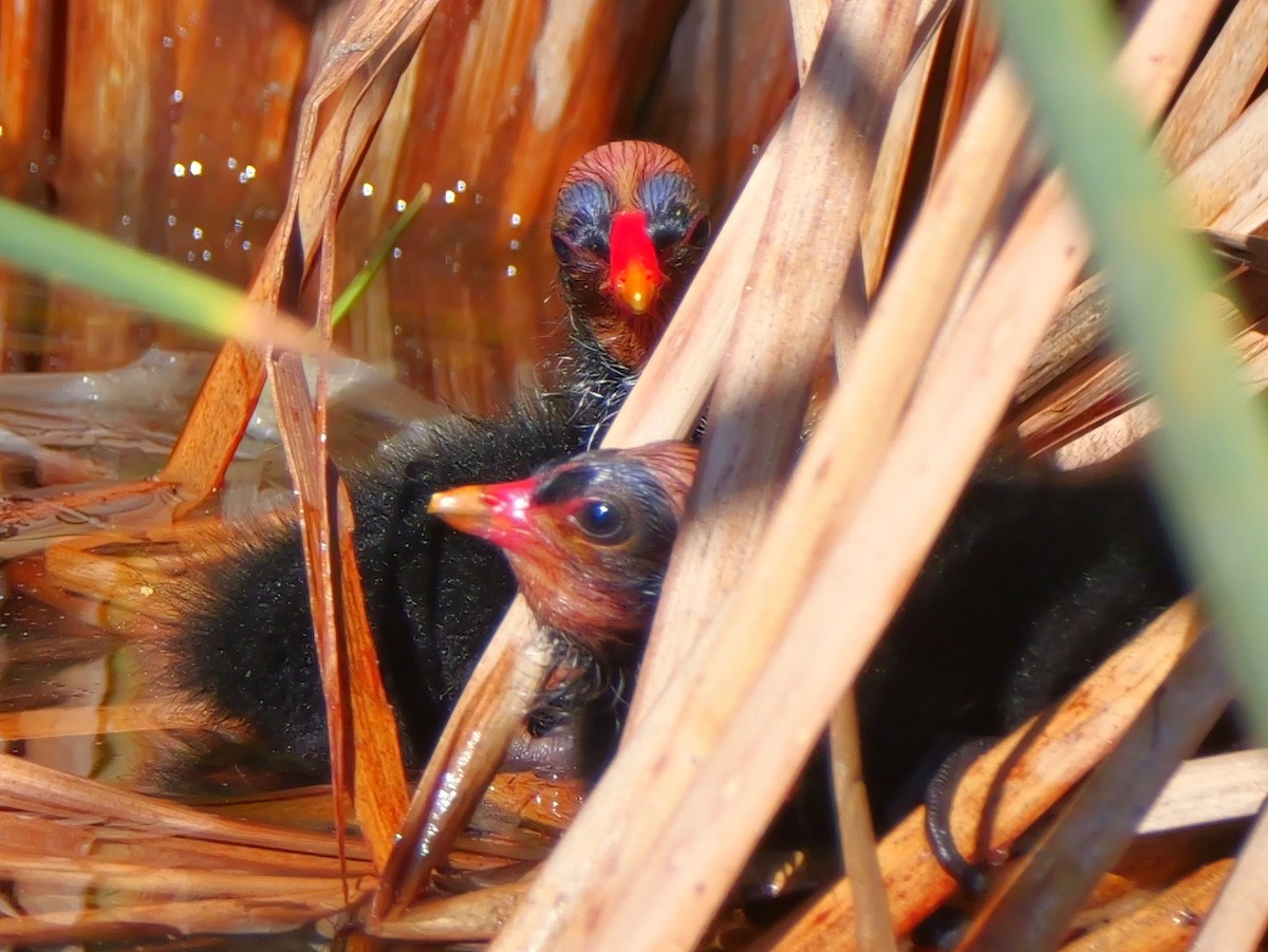 Common Gallinule - ML635445031
