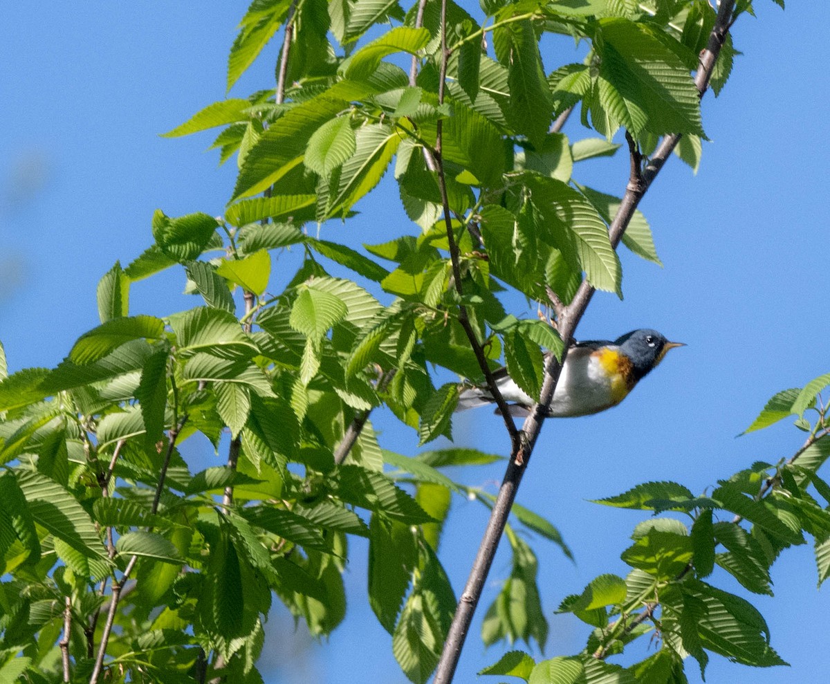 Northern Parula - ML635445060