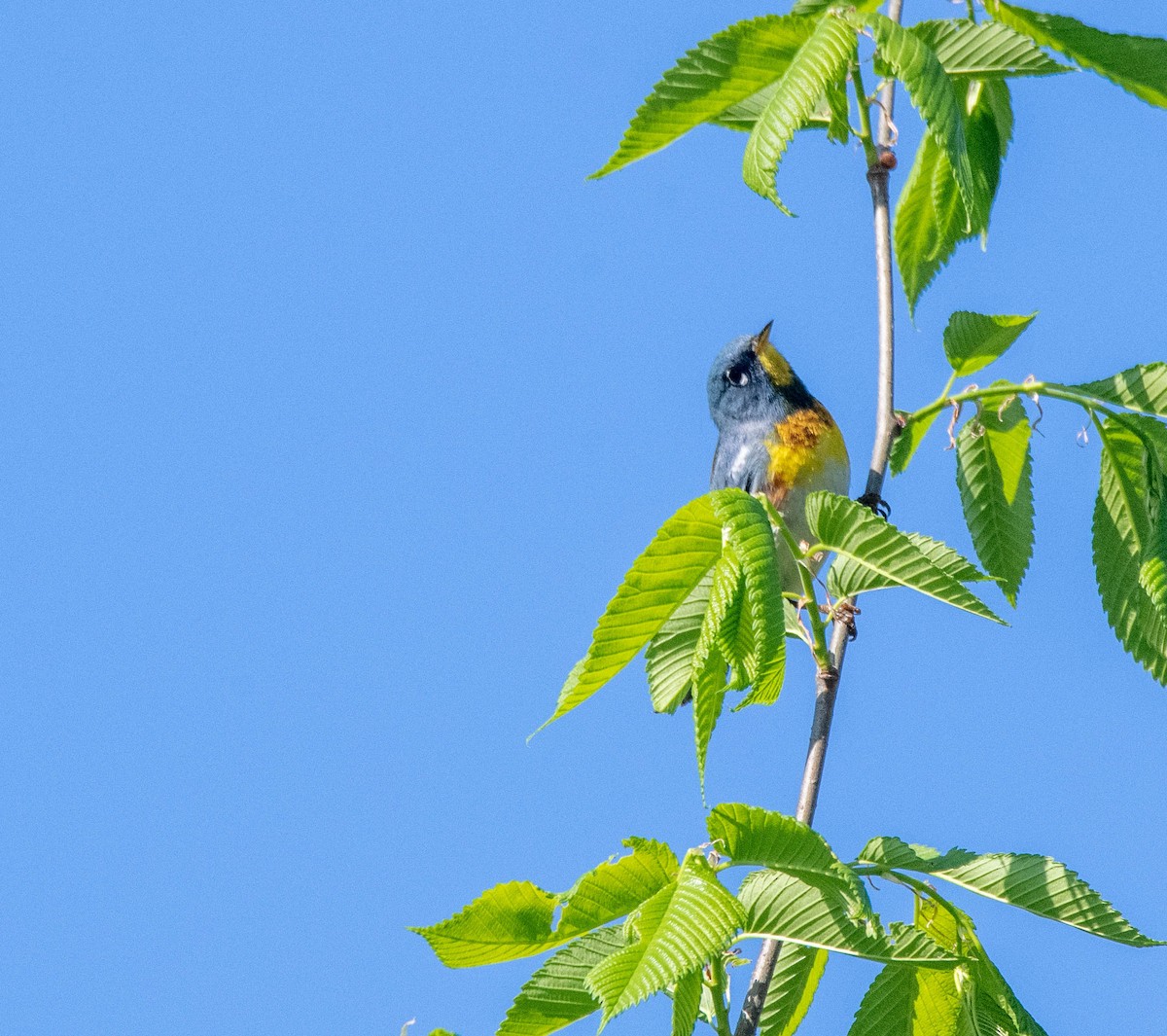 Northern Parula - ML635445062