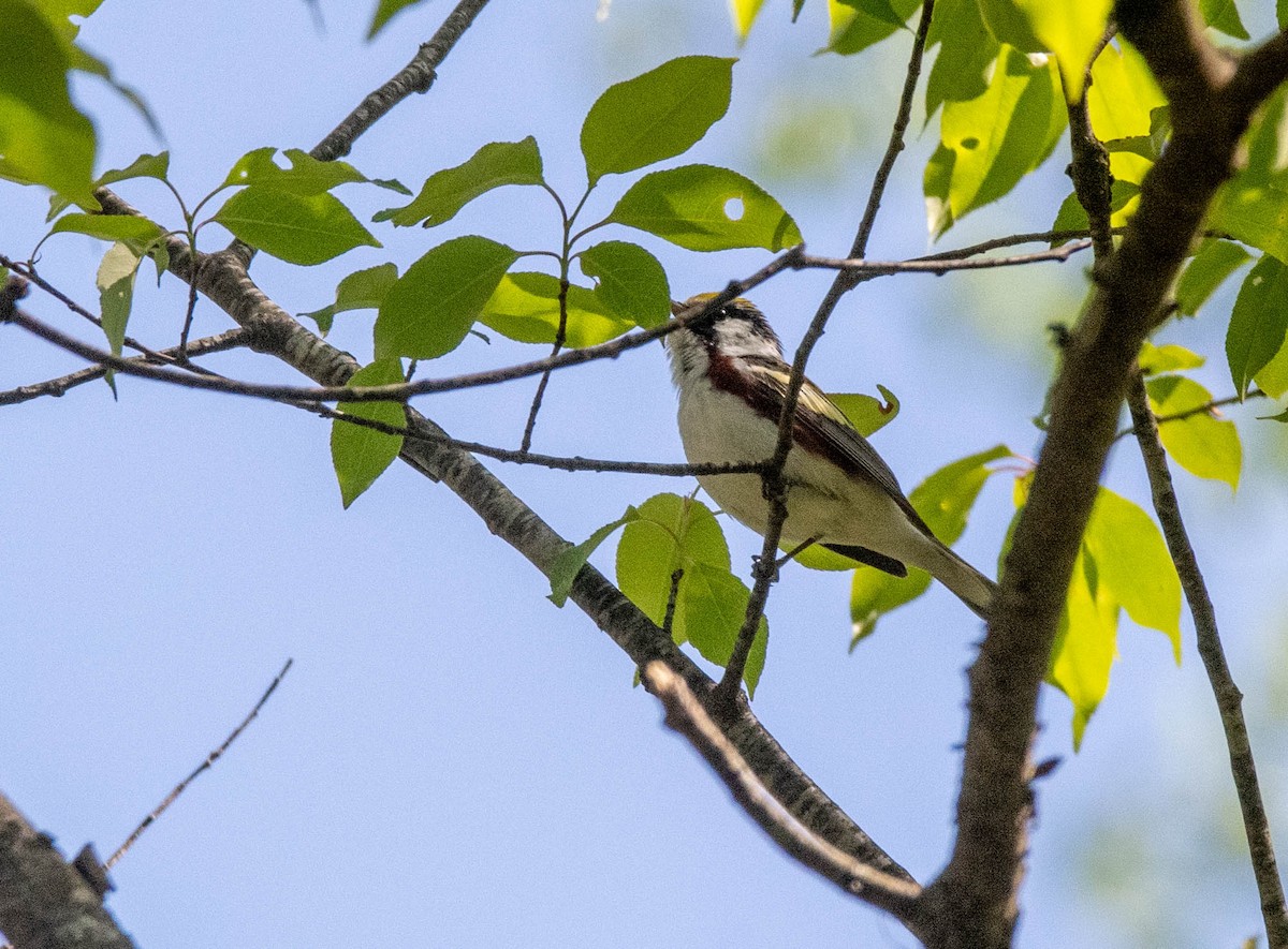 Chestnut-sided Warbler - ML635445098