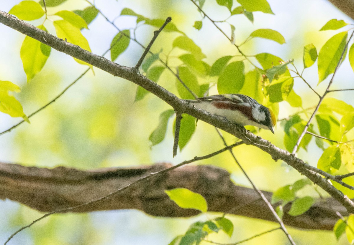 Chestnut-sided Warbler - ML635445099