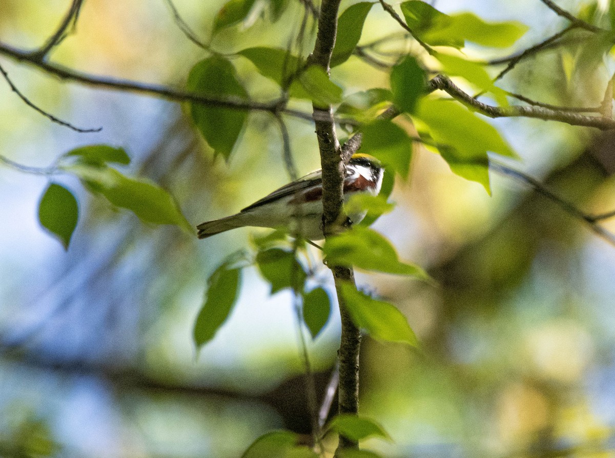 Chestnut-sided Warbler - ML635445100