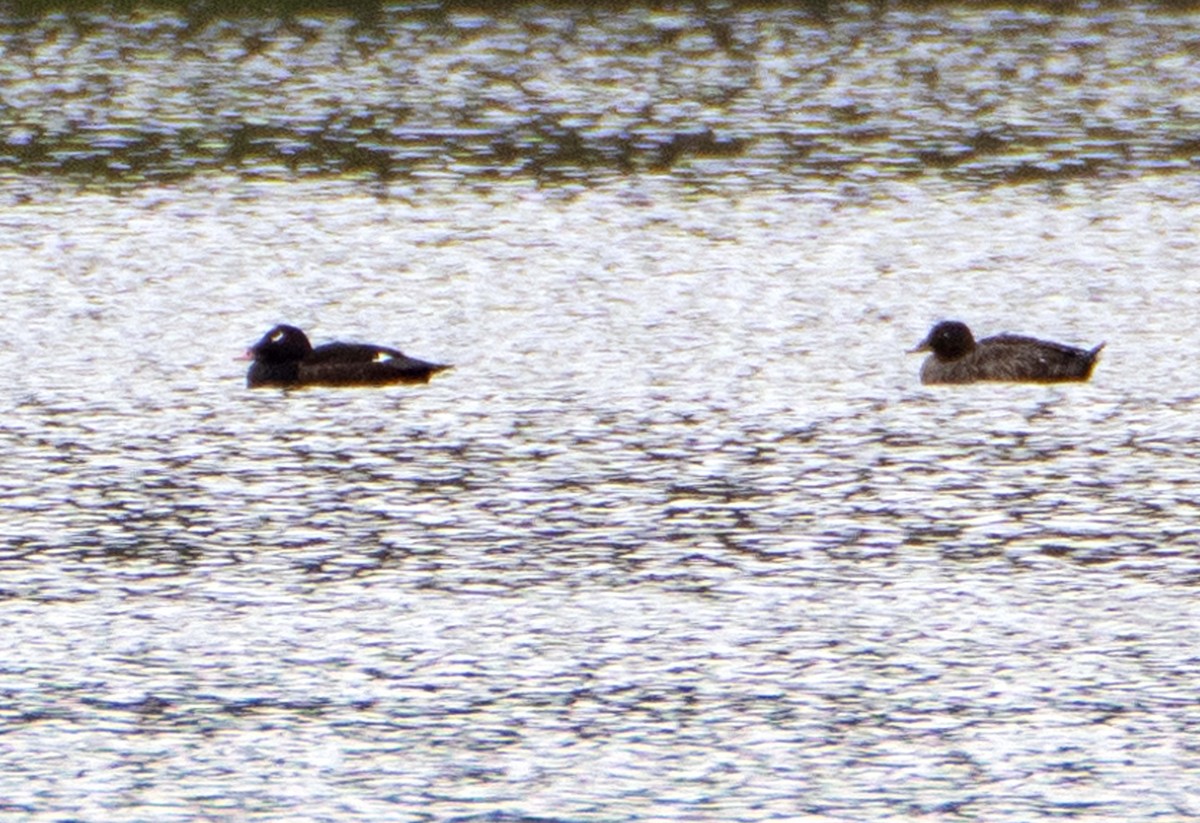 White-winged Scoter - ML635445127