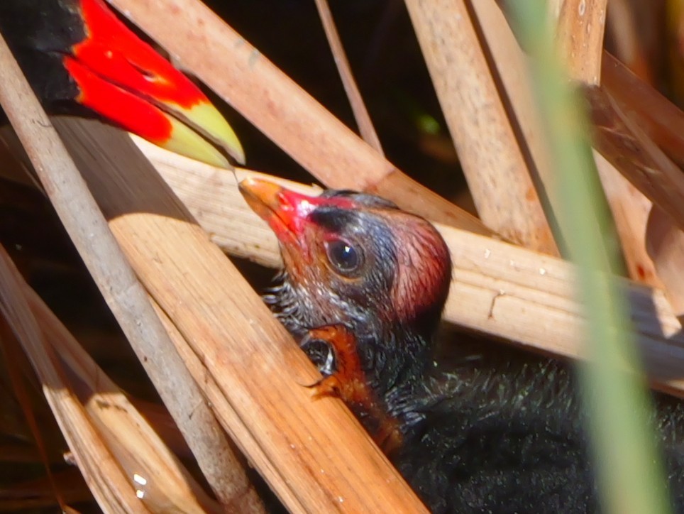 Common Gallinule - ML635445129