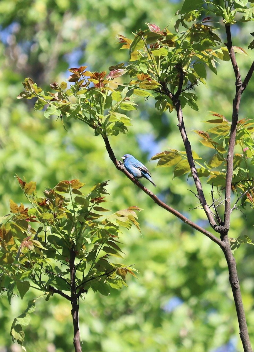 Passerin indigo - ML635445169