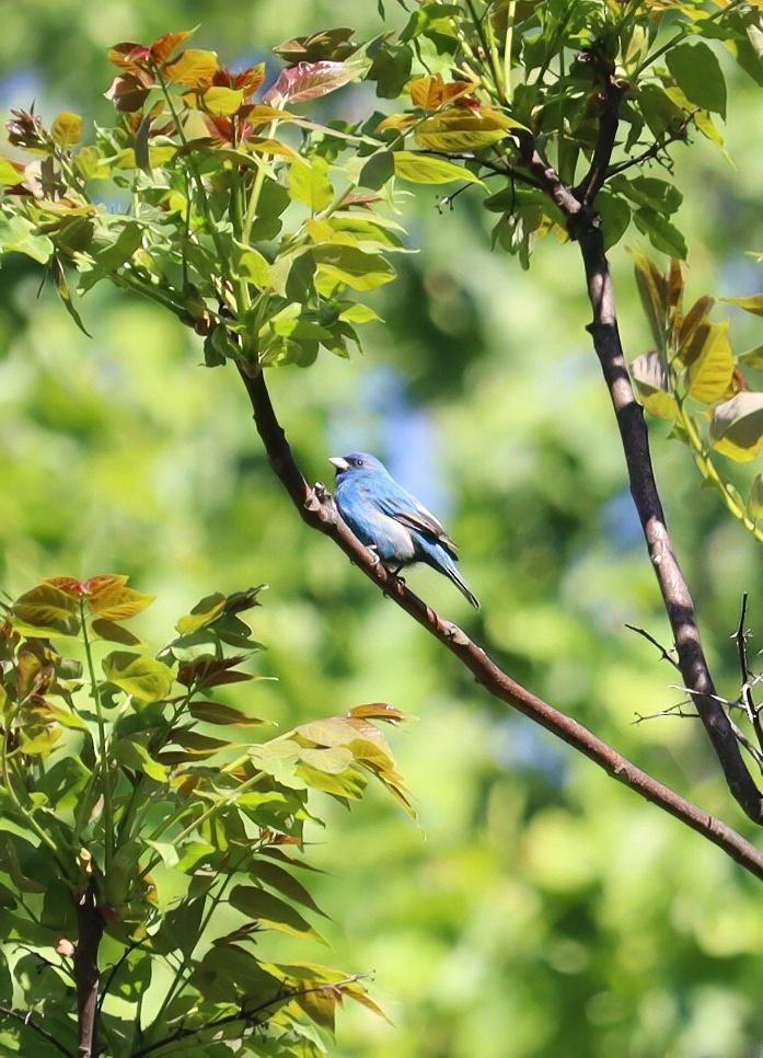 Passerin indigo - ML635445183
