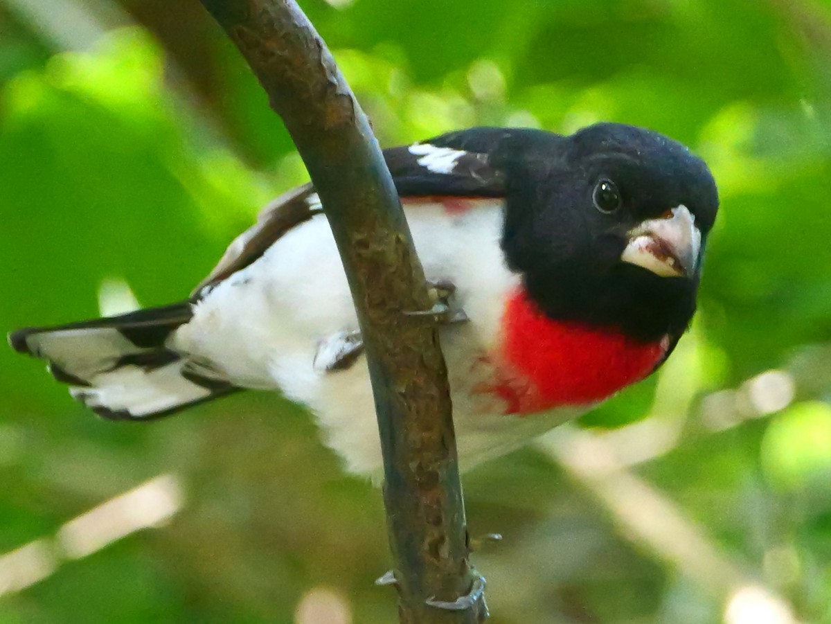Rose-breasted Grosbeak - ML635445214