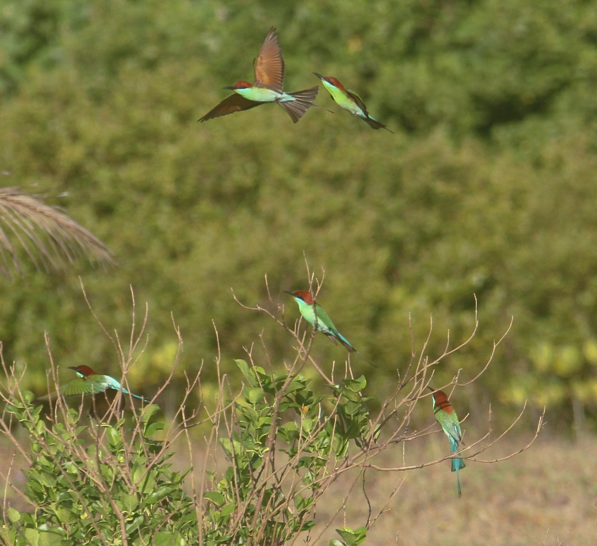 Rufous-crowned Bee-eater - ML635445228