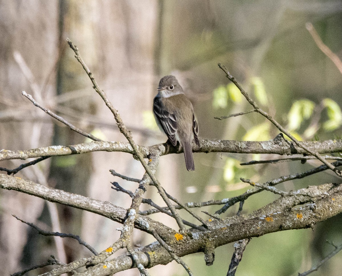 Least Flycatcher - ML635445238