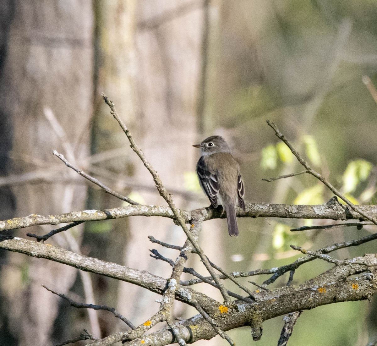 Least Flycatcher - ML635445239