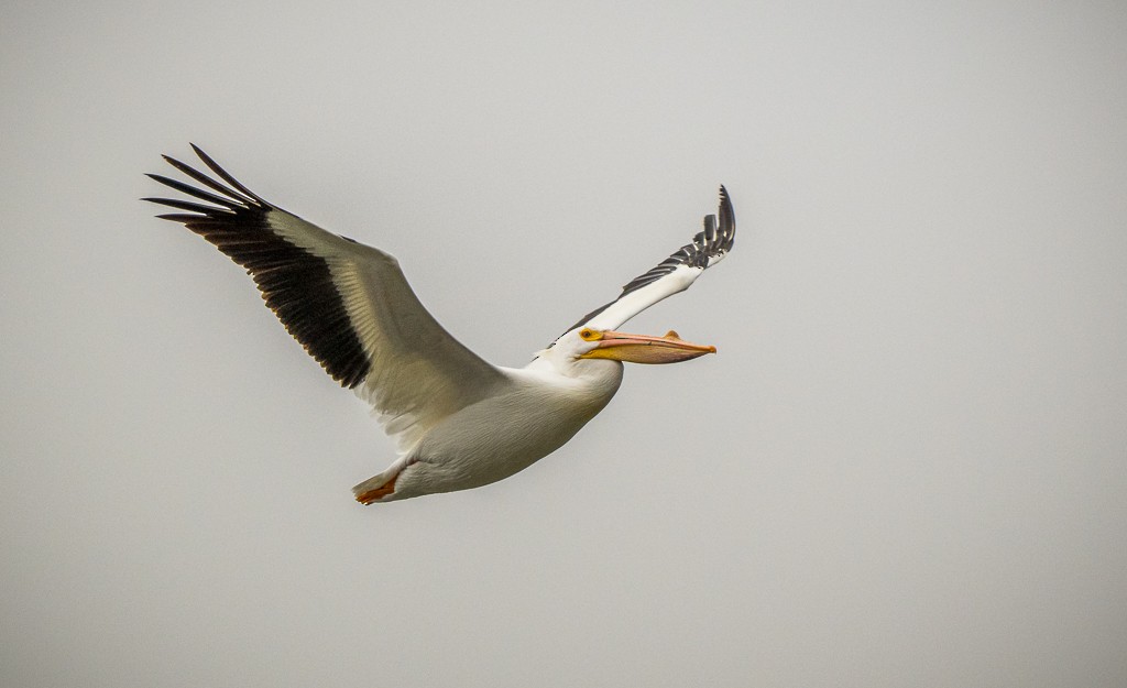 American White Pelican - ML635445287