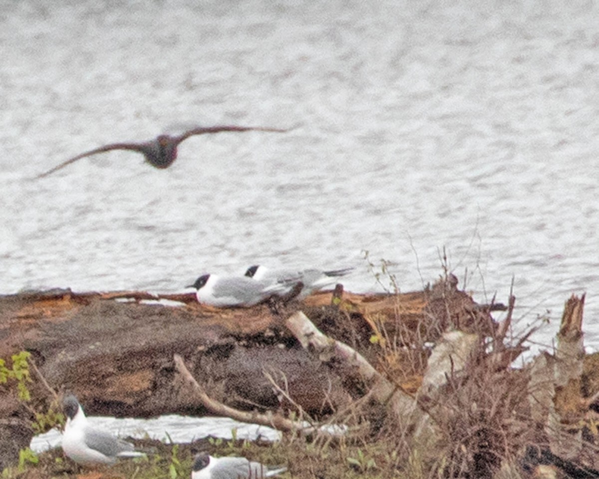 Bonaparte's Gull - ML635445416