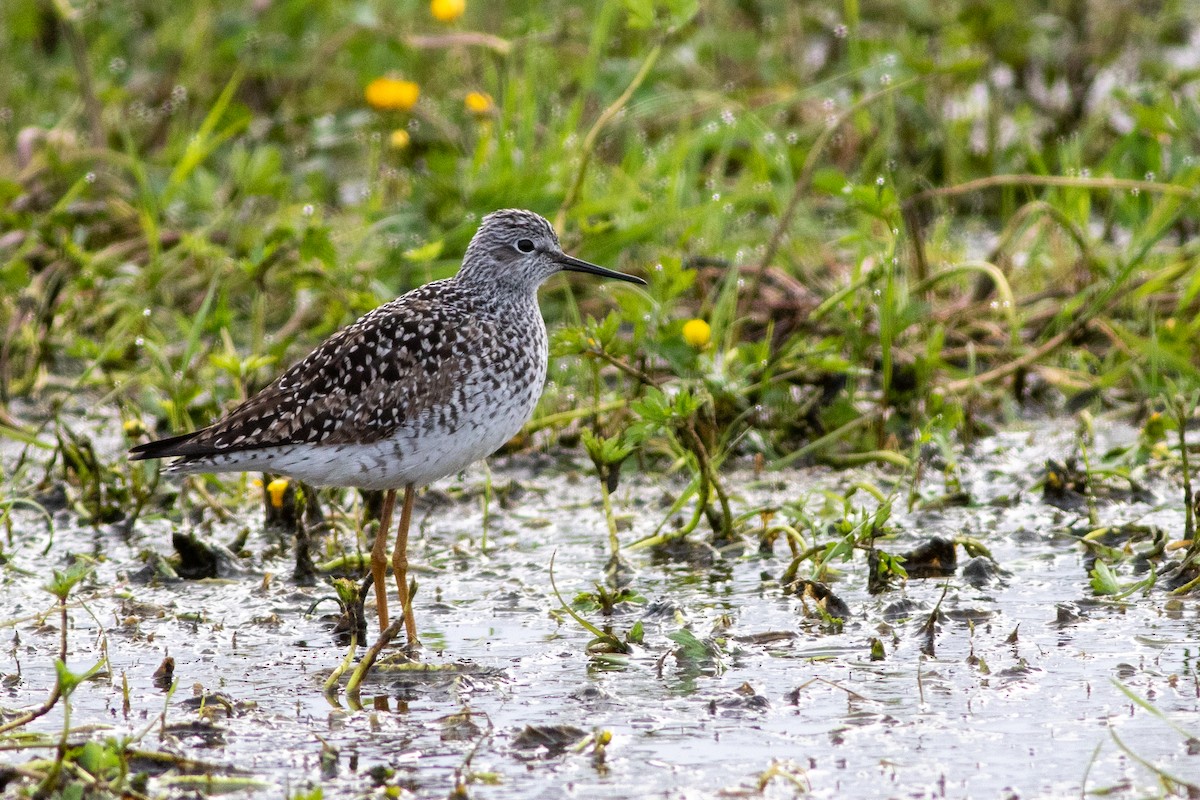 Lesser Yellowlegs - ML635445530