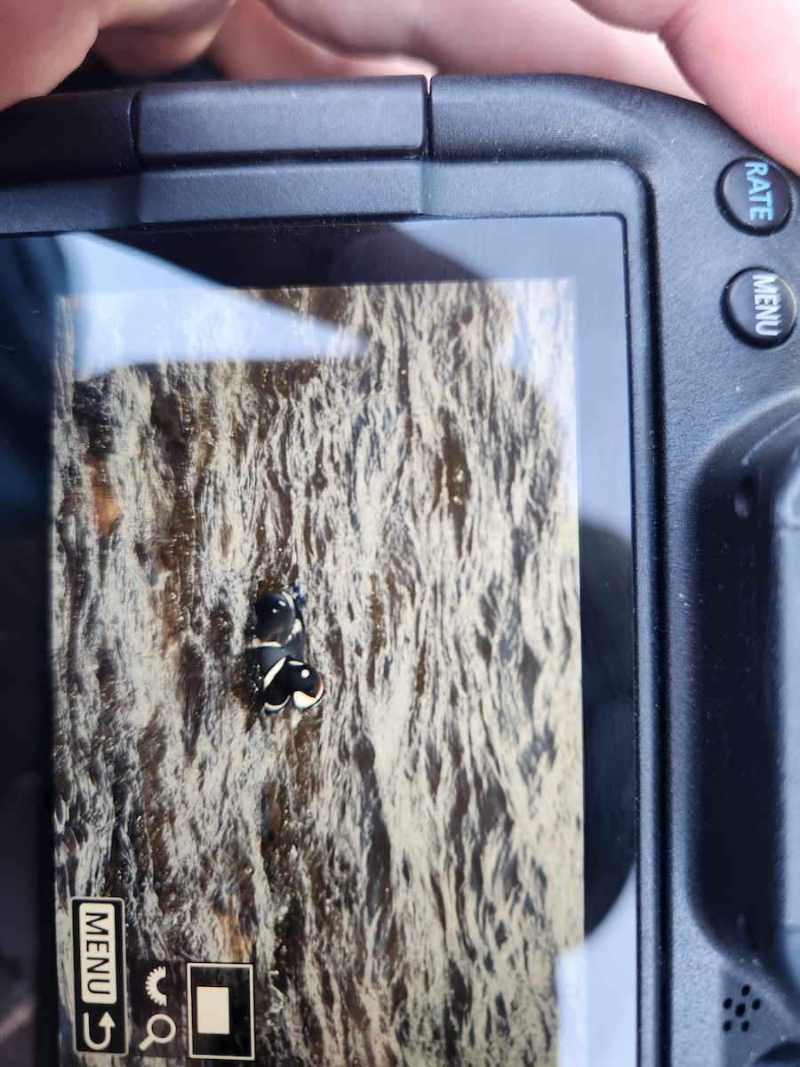 Harlequin Duck - ML635445548