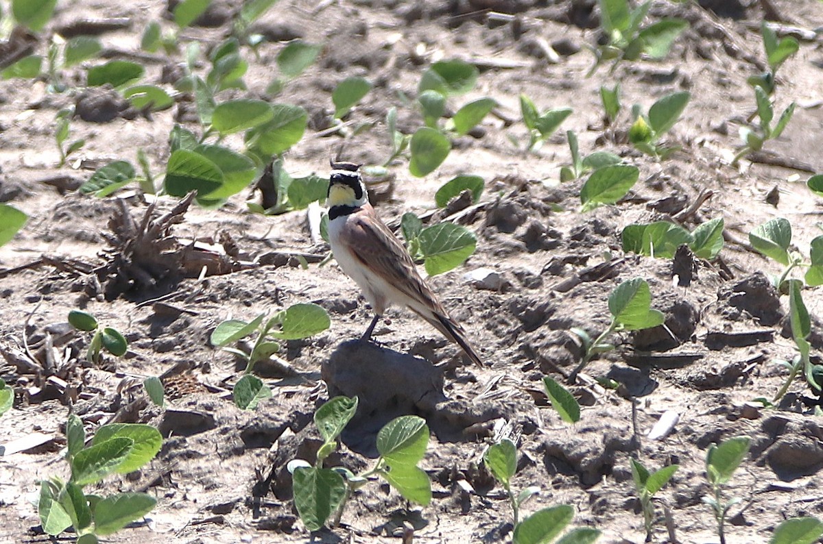 Horned Lark - ML635445550