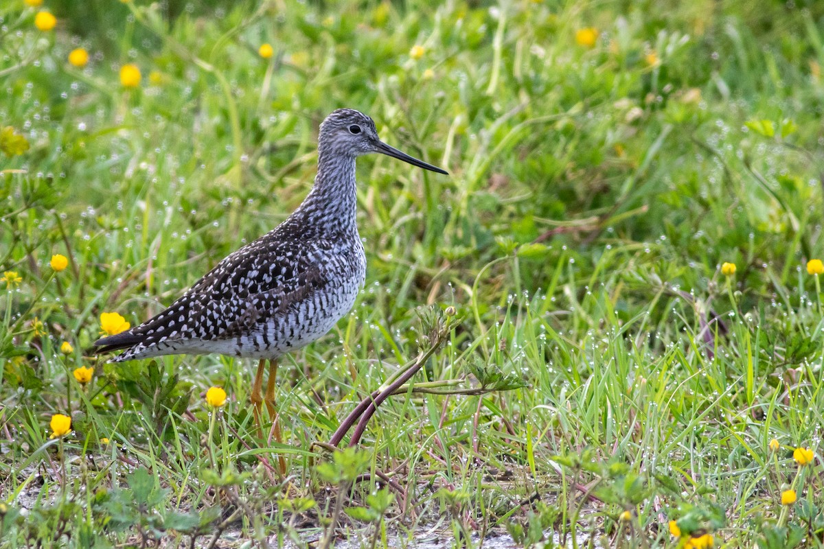 Greater Yellowlegs - ML635445592