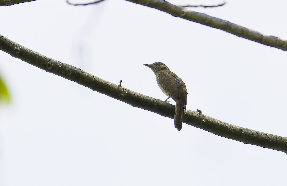 Olive Bulbul - ML635445594