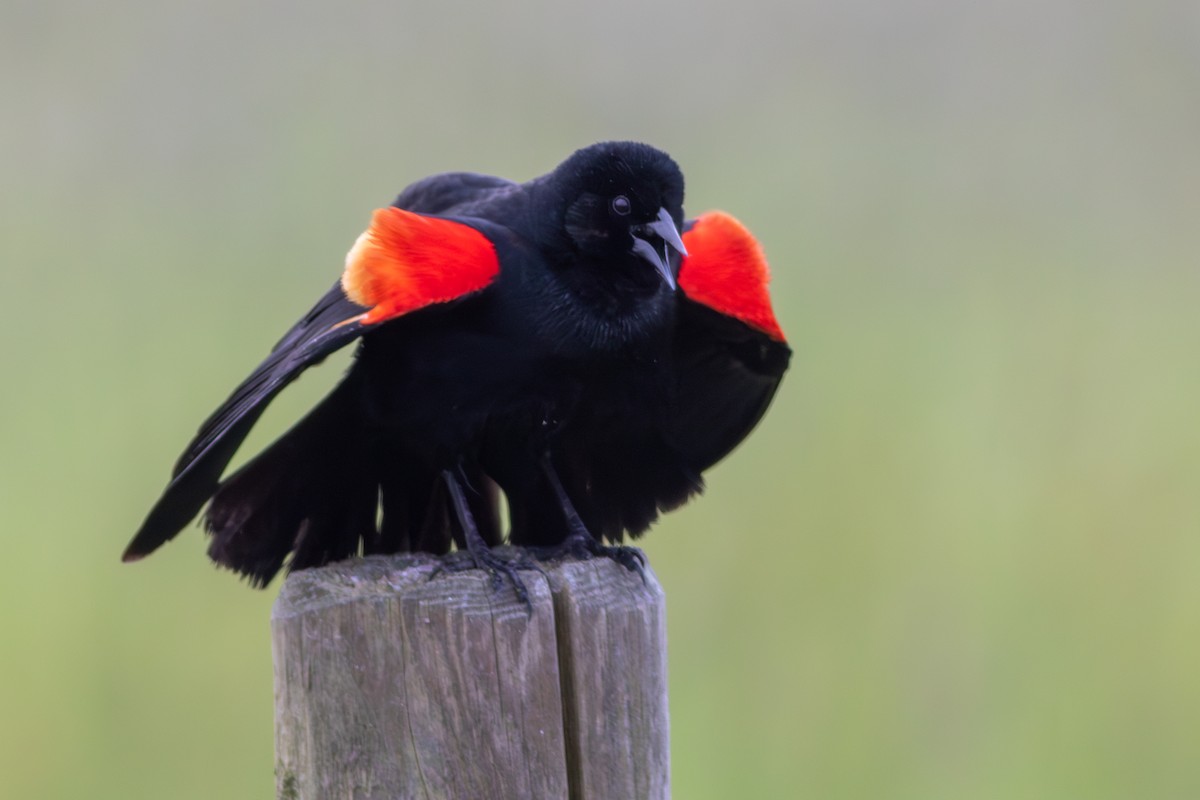 Red-winged Blackbird - ML635445602