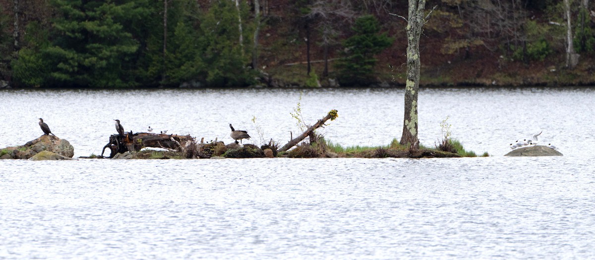 Bonaparte's Gull - ML635445617
