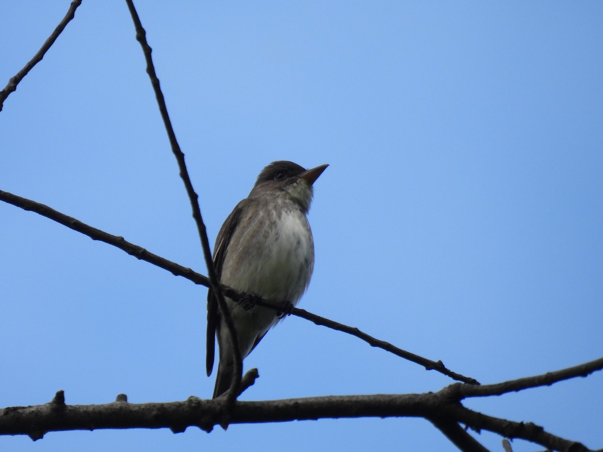 Olive-sided Flycatcher - ML635445719
