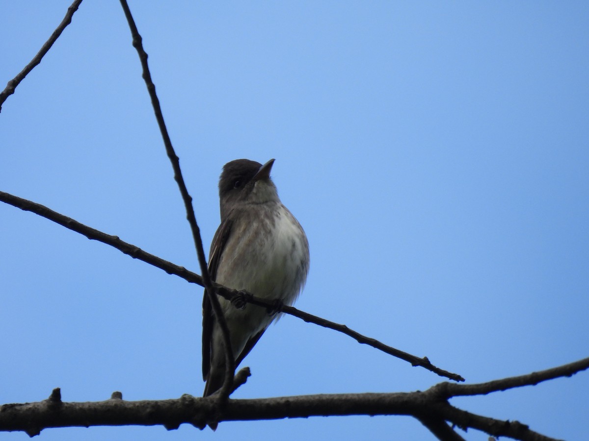 Olive-sided Flycatcher - ML635445720