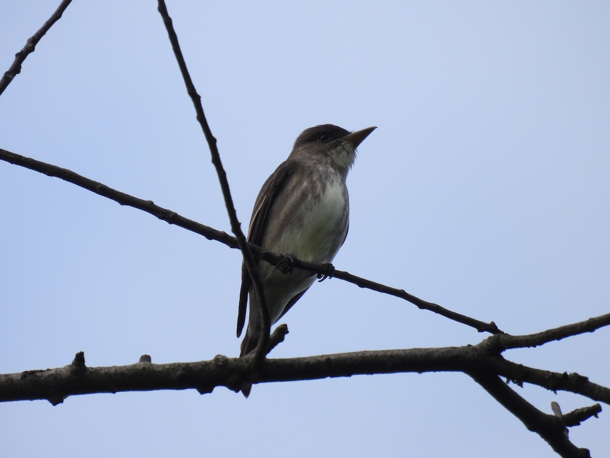 Olive-sided Flycatcher - ML635445721