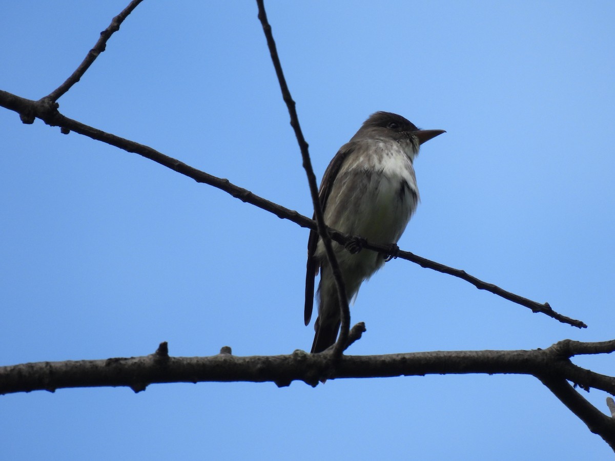 Olive-sided Flycatcher - ML635445724