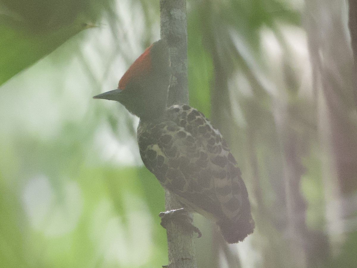 Gray-and-buff Woodpecker - ML635445738