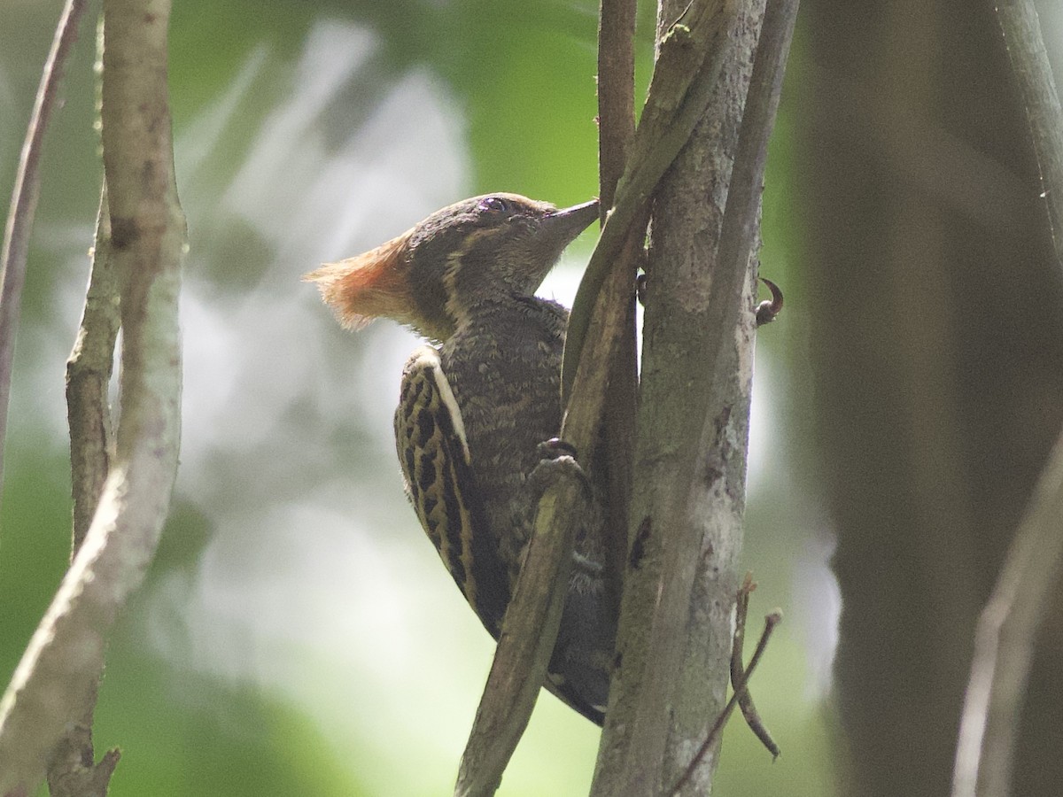 Gray-and-buff Woodpecker - ML635445739