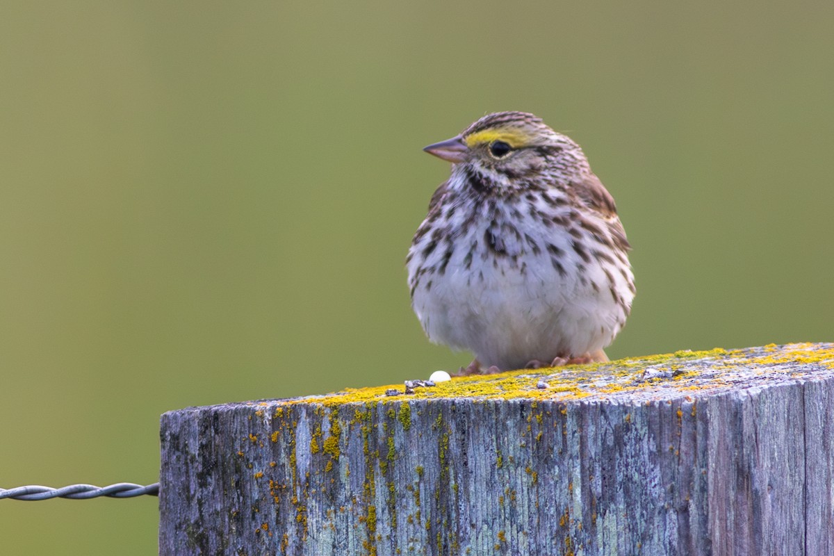 Savannah Sparrow - ML635445745