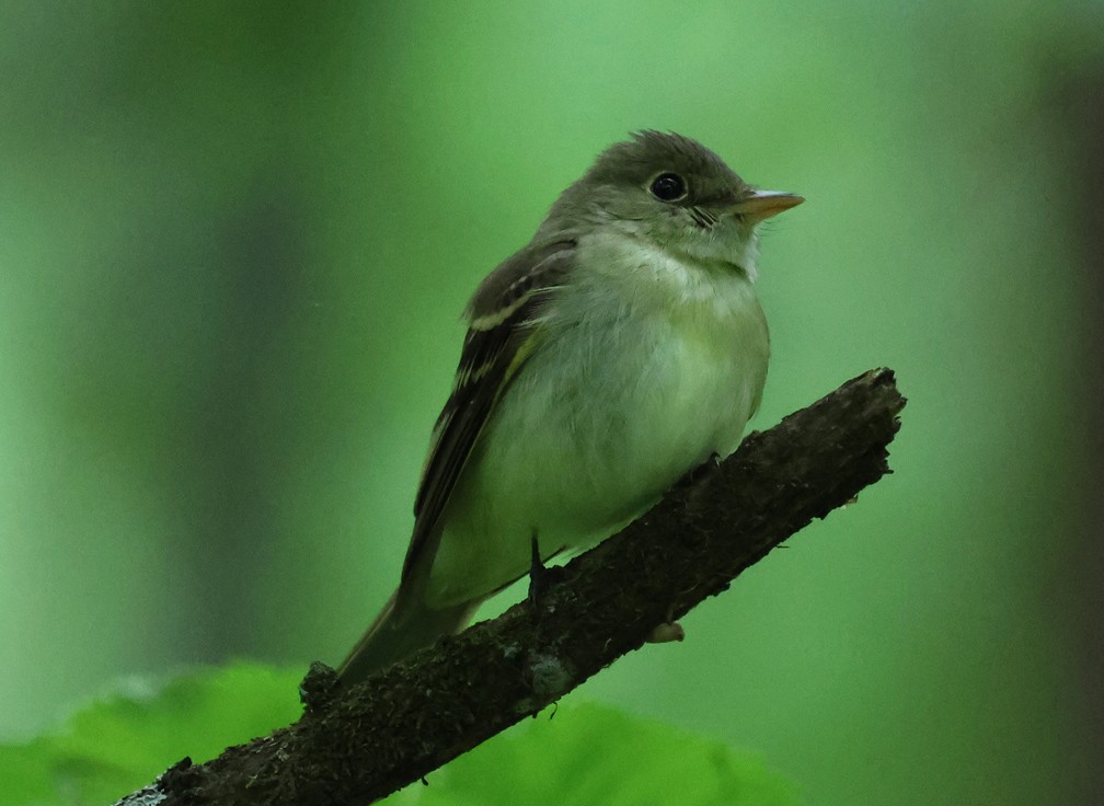 tyranovec zelenavý - ML635445760