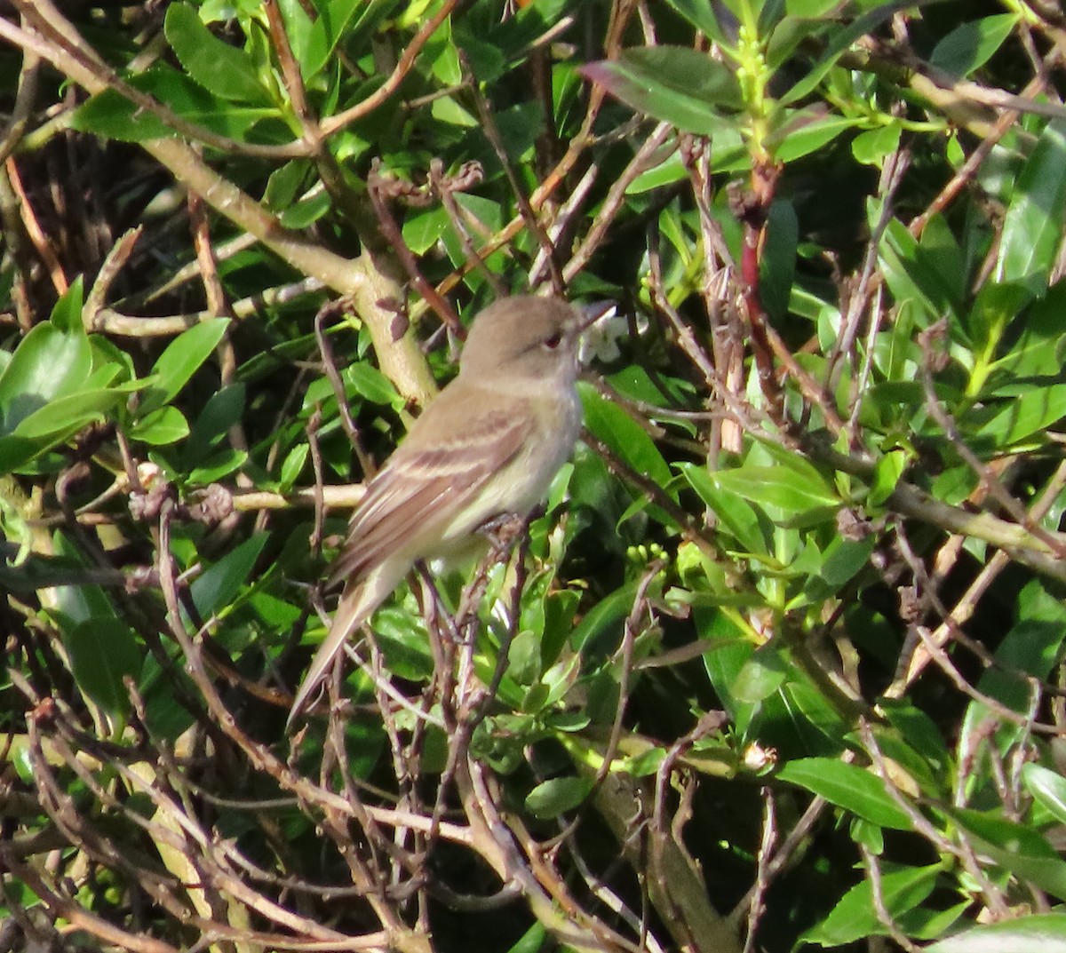 Willow Flycatcher - ML635445765