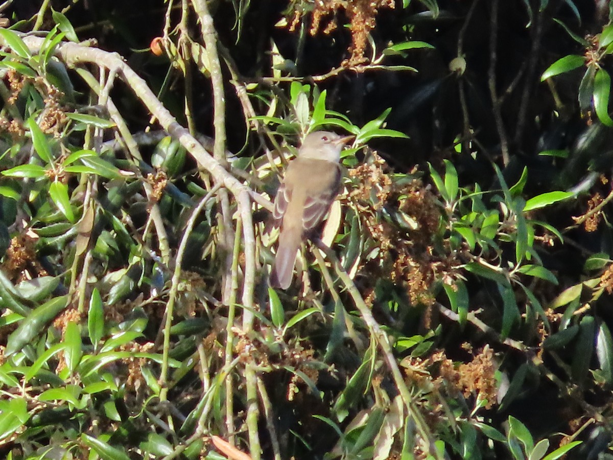Willow Flycatcher - ML635445785