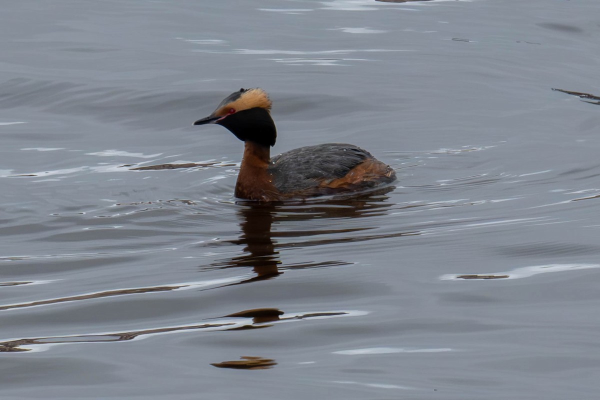 Horned Grebe - ML635445823