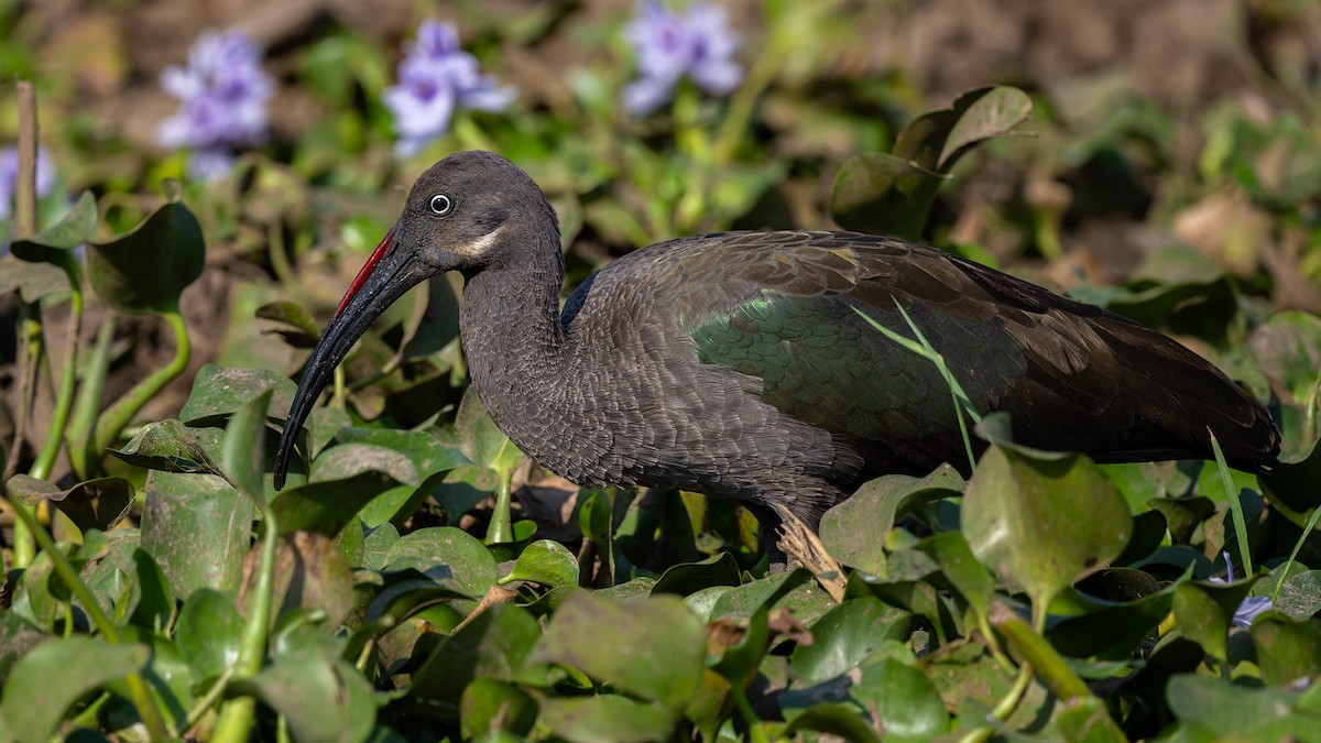 Hadada Ibis - ML635445826